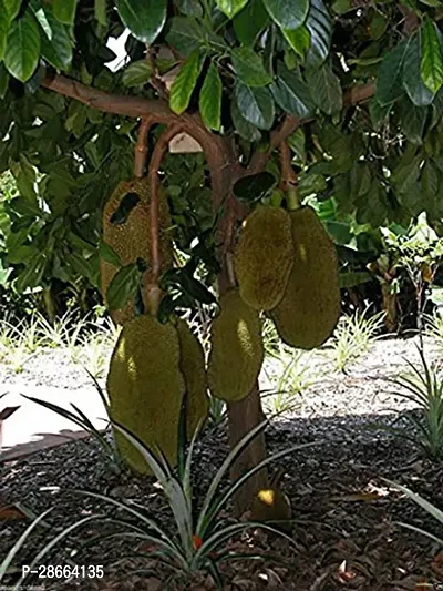 Platone Jackfruit Plant Rare Dwarf Golden Nugget Supper Sweet Jackfruit Variety Grafted 1 Healthy Live Plant