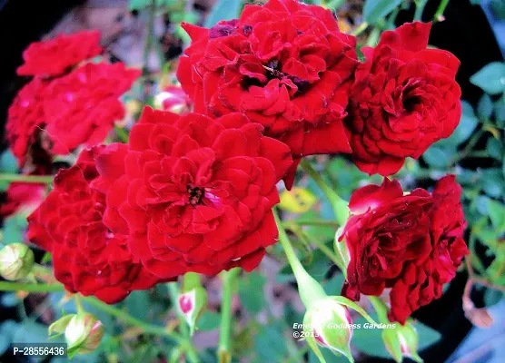 Platone Rose Plant red rose72