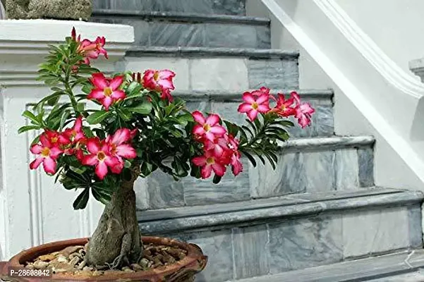 Platone Adenium Plant RSP_34-thumb0