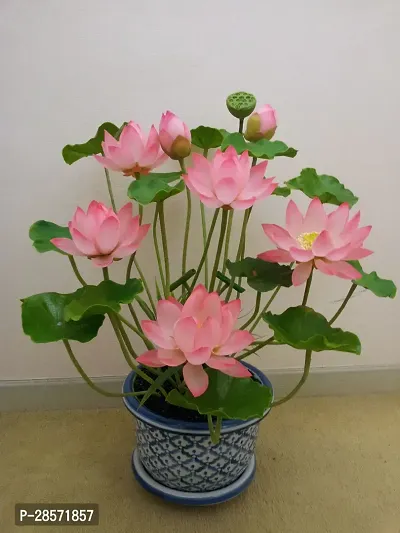 Platone Lotus Plant Lotus plant 26