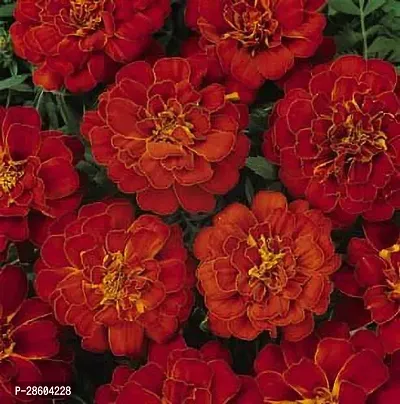 Platone Marigold Plant KNAG168