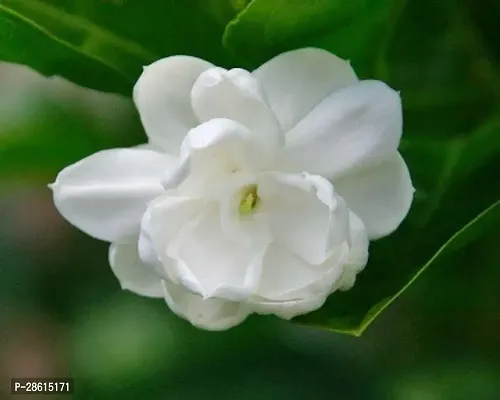 Platone Jasmine Plant Jasmine Flower Plant.46-thumb0