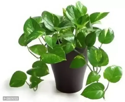 Platone Money Plant MONEY 1205-thumb0