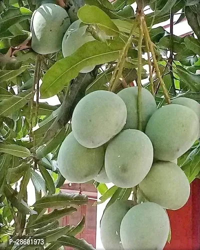 Platone Mango Plant Himsagar Grafted Hybrid Mango Plant.