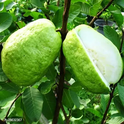 Platone Guava Plant Thai Guava Plant-thumb0