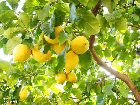 Platone Lemon Plant Lemon Plant 152-thumb0