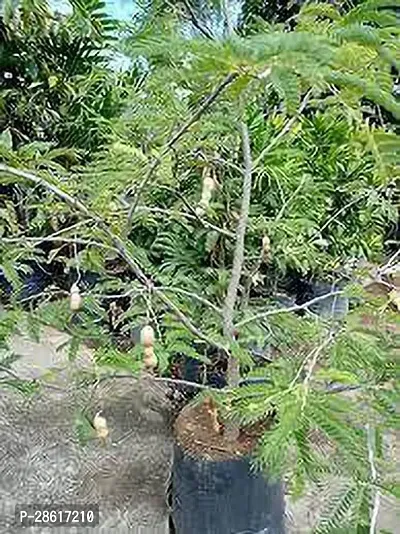 Platone Tamarind Plant TAMARIND PLANT 6-thumb0