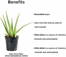 Platone Aloe Vera Plant Aloe Vera Plant-thumb2