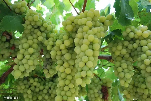 Platone Grape Plant HVLIVE_518