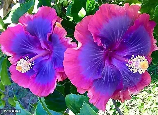 Platone Hibiscus Plant Hibiscus Plant ( Internation Hibiscus Plant )-thumb0