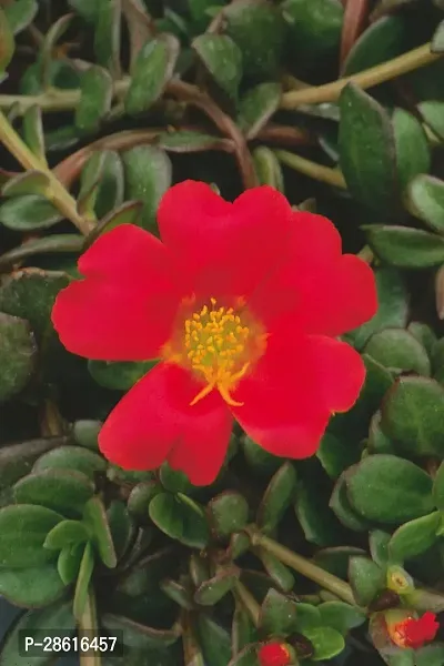 Platone Portulaca Plant Purslane red plant