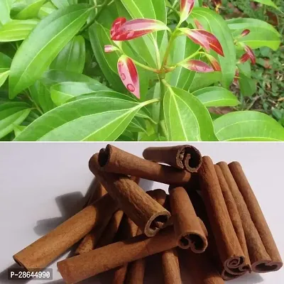 Platone Cinnamon Plant Live Plant Karuvapatta (Cinnamon) Garden Dalchini - True Tree, Bark Herb Plant (1 Healthy Live Plant)-thumb0