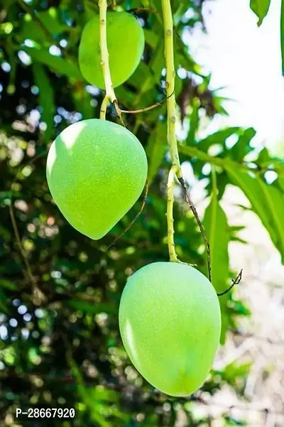 Platone Mango Plant ms01