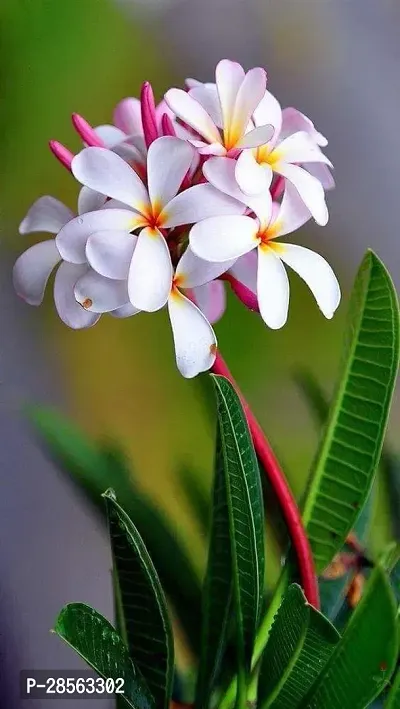 Platone Plumeria Plant Plumeria Plant Hybrid