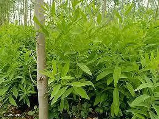 Platone White Sandalwood Plant WHITE SANDALWOOD PLANT