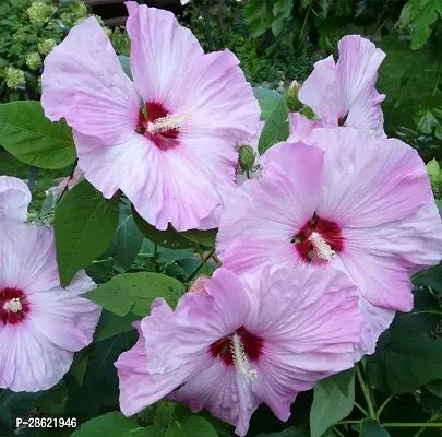 Platone Hibiscus Plant ghs two calour hibiscus plant