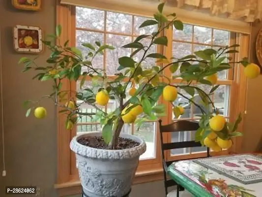 Platone Lemon Plant Hybrid Lemon(Pack Of 1)-thumb0