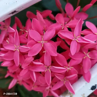 Platone Trothic IxoraChethi Plant Trothic Ixora Chethi Red Plant Live Flower Disha-99958