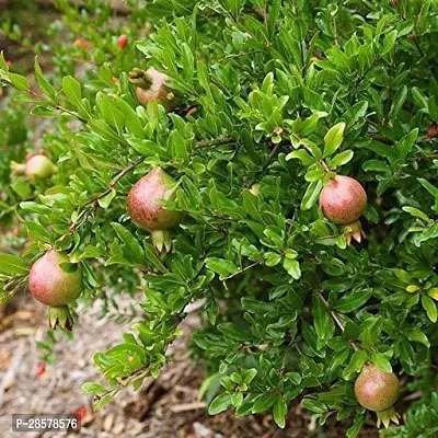 Platone Pomegranate Plant Anar plant23