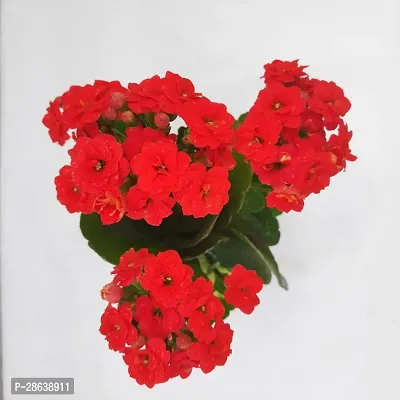 Platone Kalanchoe Plant kalanchoe plant 011