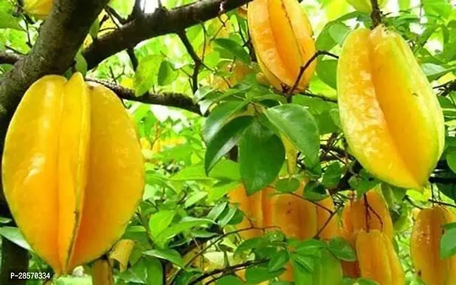 Platone Star Fruit Carambola Grafted Plant su11-thumb0