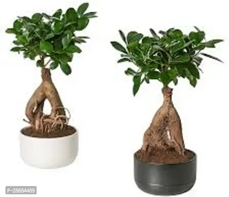 Platone Ficus Plant Ficus Plant90