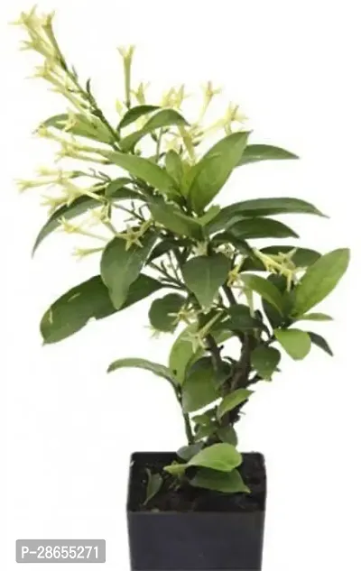 Platone Night Bloom Jasmine Plant Night Queen Plant (Pack of 1)-thumb0