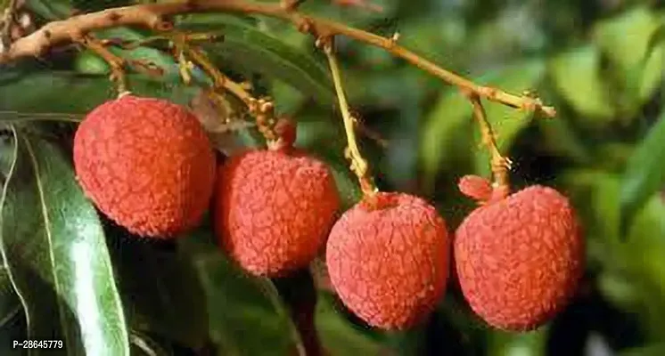 Platone Litchi Plant JTTS-thumb0