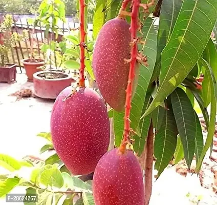 Platone Mango Plant Dwarfs Miyazaki Mango