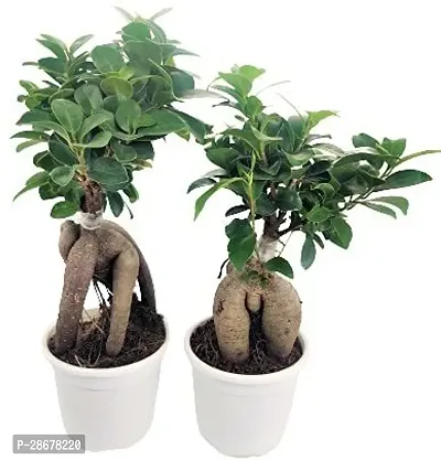 Platone Ficus Bonsai Plant HJNB25