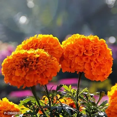 Platone Marigold Plant Marigold Plant37