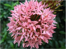 Platone Jasmine Plant PINK IXORA PLANT-thumb1