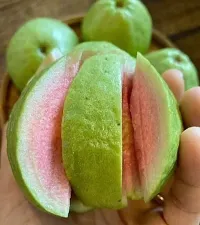 Platone Guava Plant taiwan pink guava plant45-thumb1