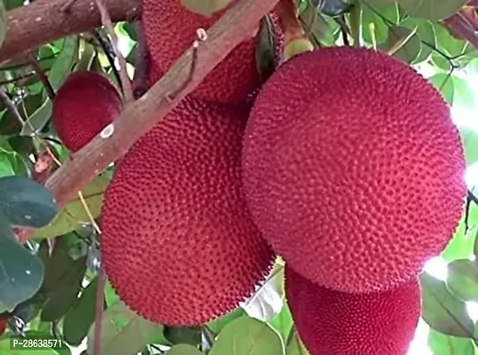 Platone Jack Fruit Plant RED JACKFRUIT PLANT-thumb0