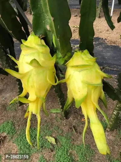 Platone Dragon Tree Dragon Fruit Plant (Hybrid Pack Of 3)-thumb3