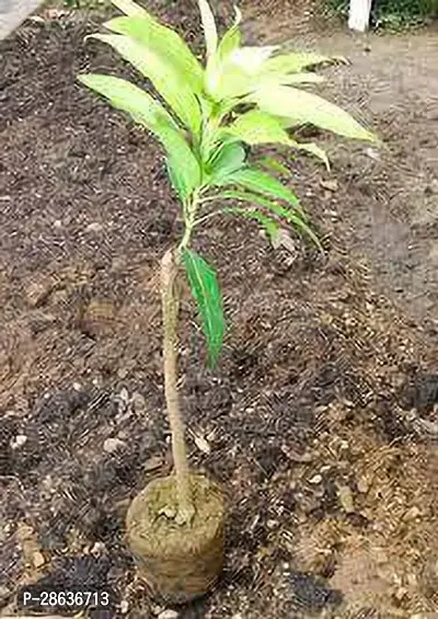 Platone Mango Plant Miyazaki Mango Plant21-thumb0