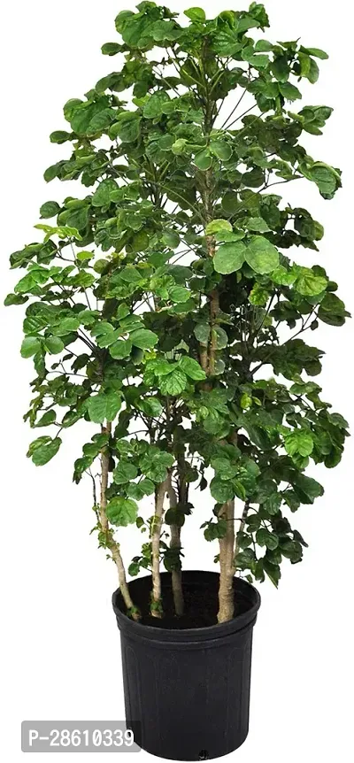 Platone Aralia Plant aralia plant 7575-thumb0