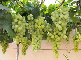 Platone Grape Plant GRAPES PLANT TTFFCC-thumb1