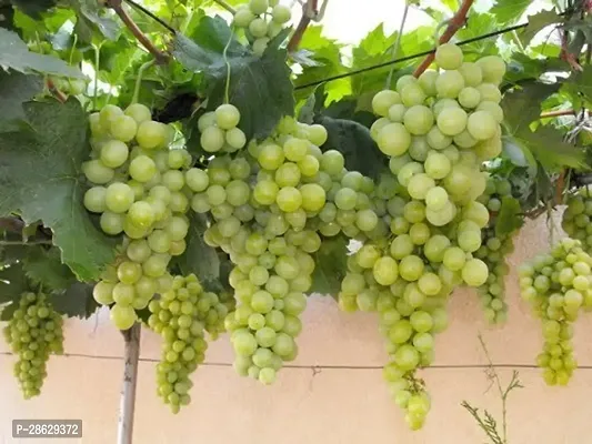 Platone Grape Plant GRAPES PLANT TTFFCC-thumb2