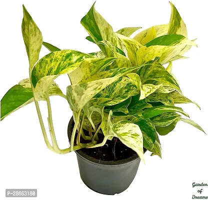 Platone Money Plant GOD-CC105