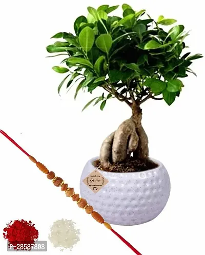 Platone Ficus Bonsai Plant GHBN89-thumb0