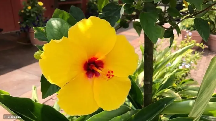 Platone Hibiscus Plant Hibiscus Joba Yellow in Colour Live Plant Disha-4151-thumb0