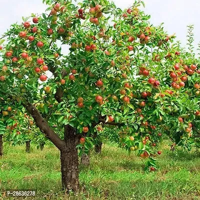 Platone Apple Plant APPLE PLANT WWSSA-thumb3