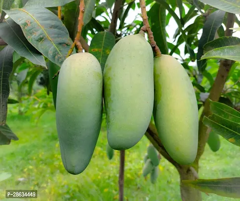 Platone Mango Plant BIG