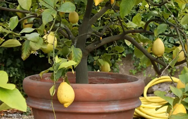 Platone Lemon Plant E-GRDN_843