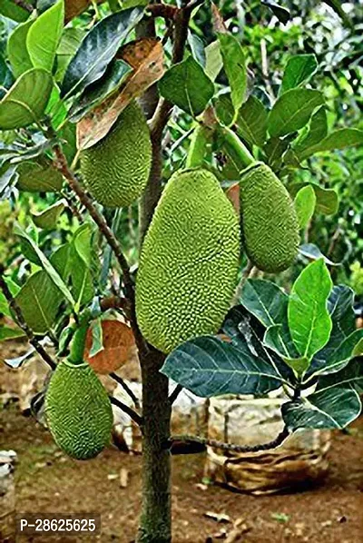 Platone Jack Fruit Plant Jack fruit Plant-thumb0