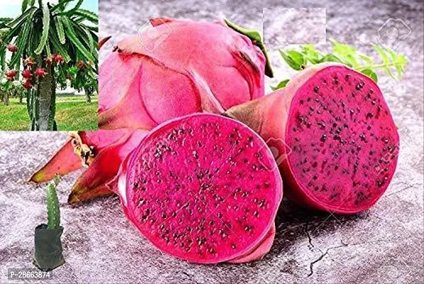 Platone Dragon Tree BHAJANLAL GREENERY Dragon Fruit Plant Red Flesh Live Plant (6 to 12 height)-thumb0