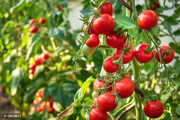 Platone Tomato Plant Tomato hybrid live plant