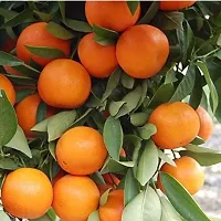 Platone Orange Plant NARANGIchinese ORANGE PLANT-thumb1