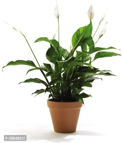 Platone Peace Lily Plant PEACE LILY FLOWER PLANT-P60-thumb0